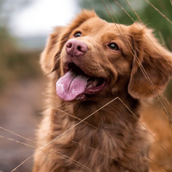 hund_02